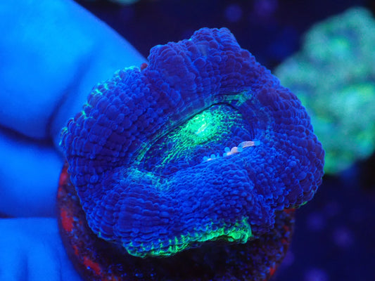 オーストラリア産ボアバンキ1