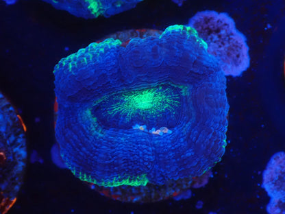 オーストラリア産ボアバンキ1