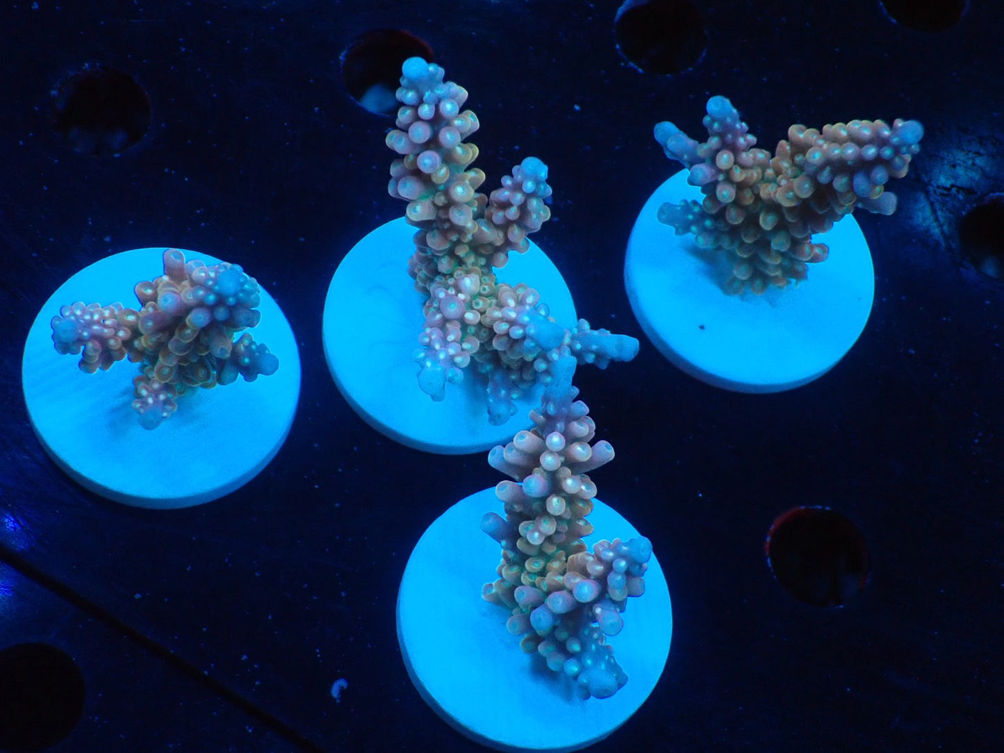 ミドリイシフラグ07