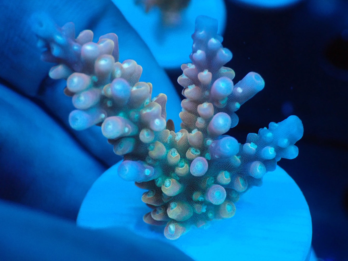 ミドリイシフラグ07