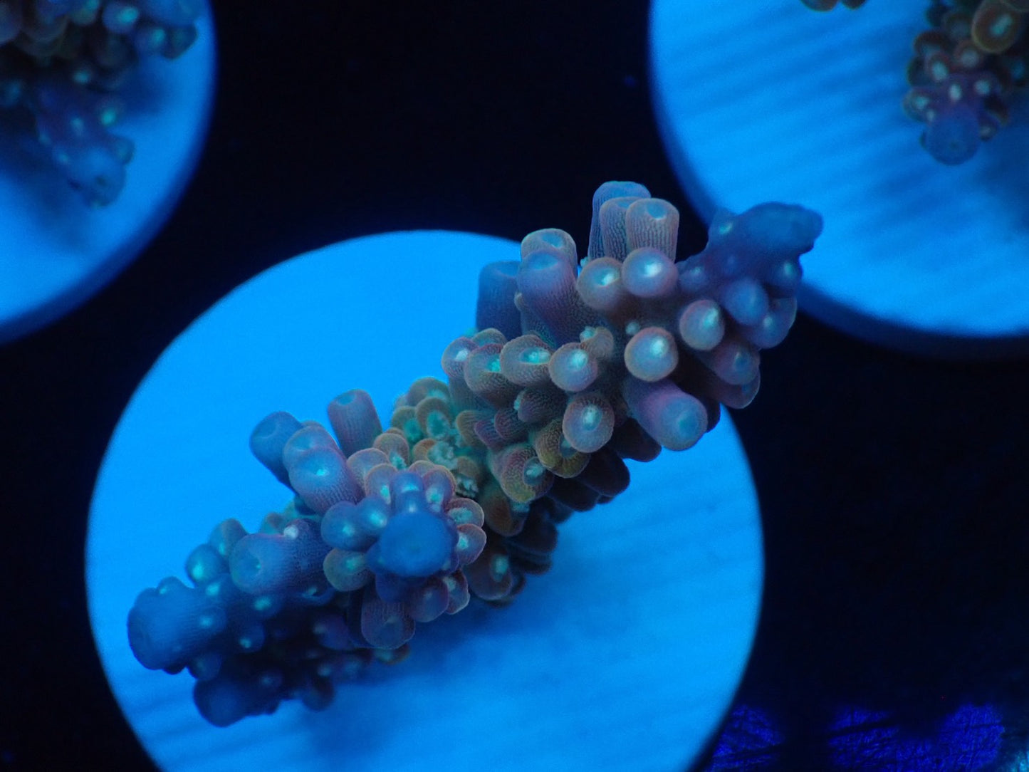 ミドリイシフラグ07