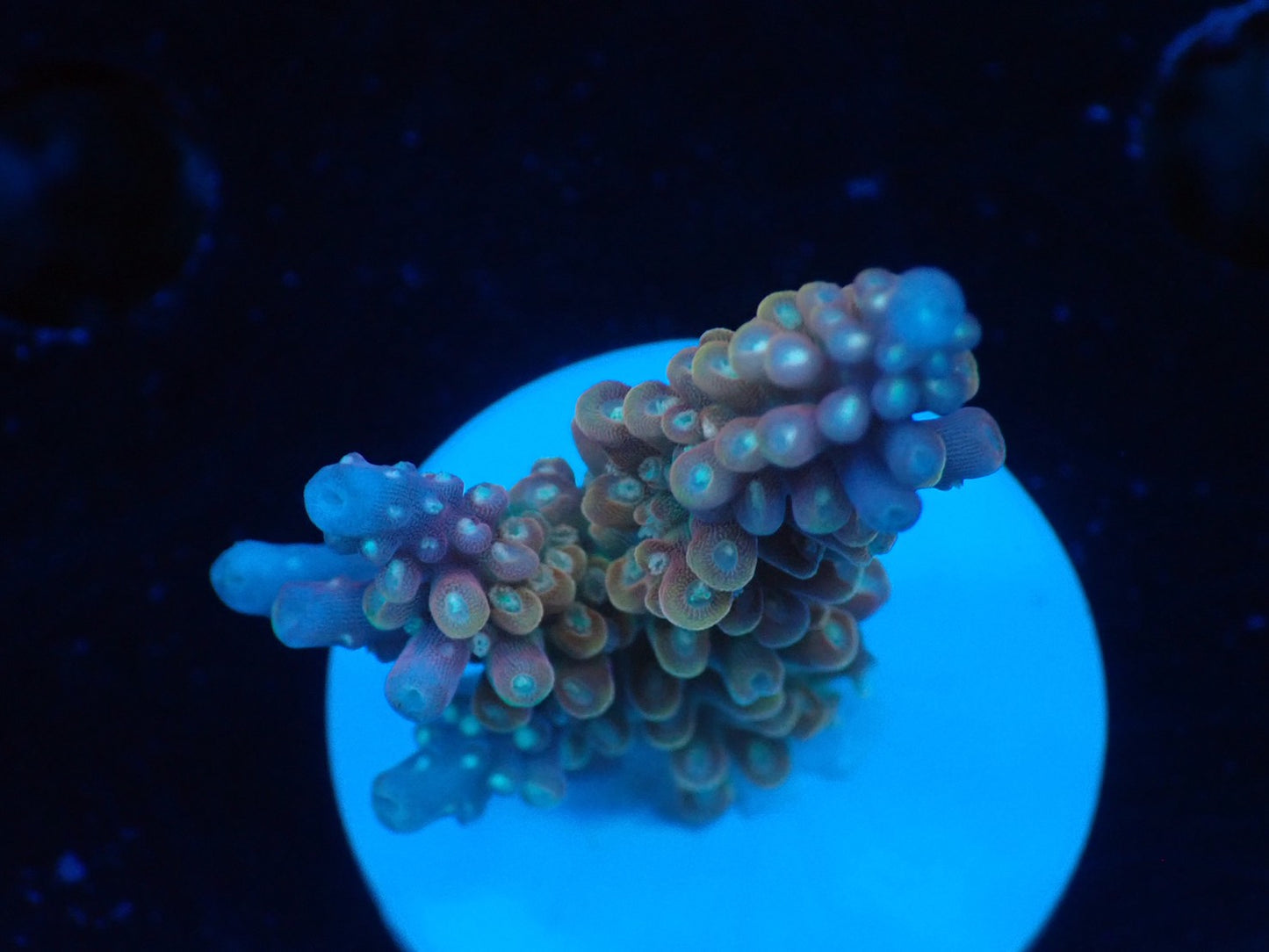 ミドリイシフラグ07