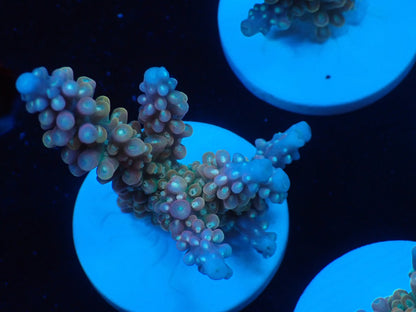 ミドリイシフラグ07