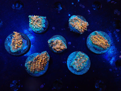 希少キッカサンゴ