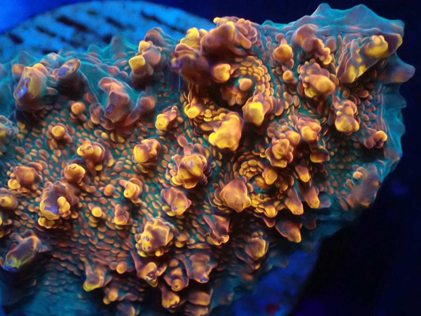 希少キッカサンゴ