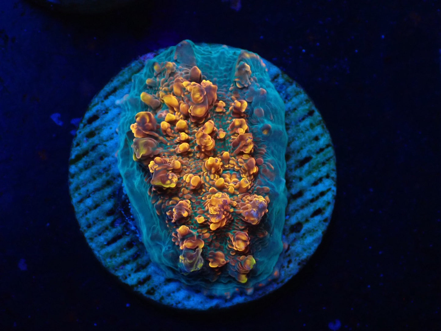 希少キッカサンゴ