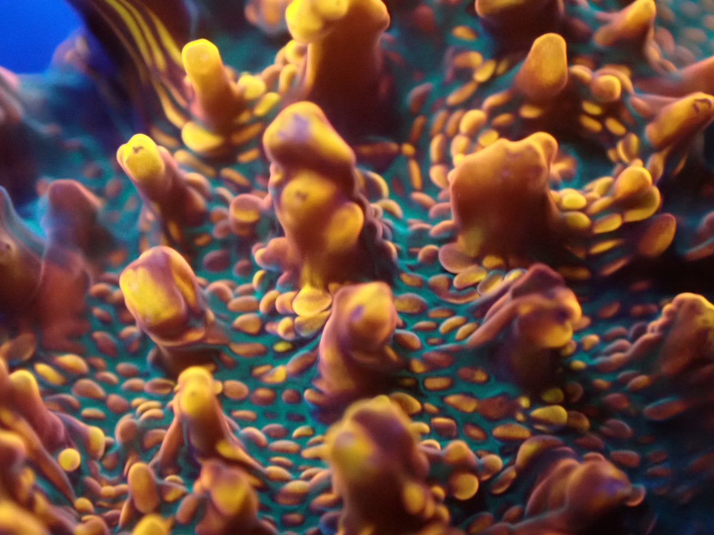 希少キッカサンゴ