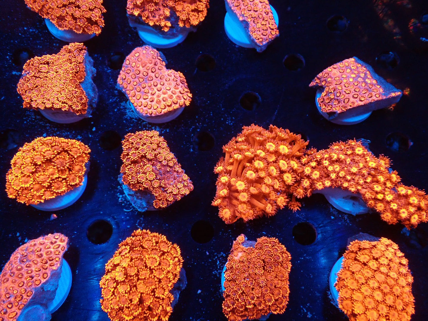 ハナガササンゴレッドフラグ