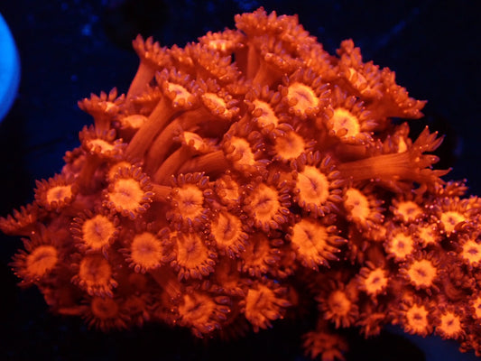 ハナガササンゴレッドフラグ