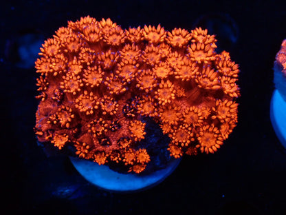 ハナガササンゴレッドフラグ