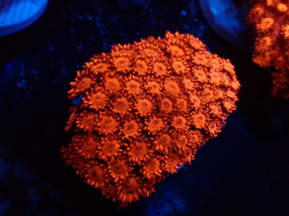 ハナガササンゴレッドフラグ