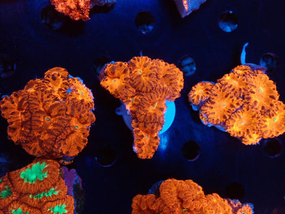 オオタバサンゴレッドA