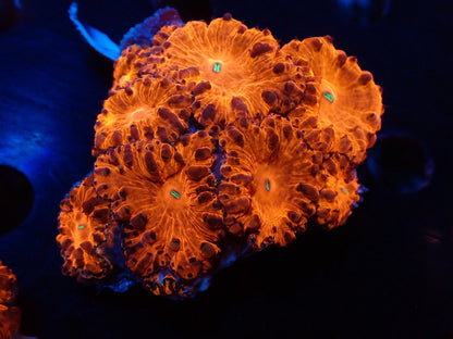 オオタバサンゴレッドA