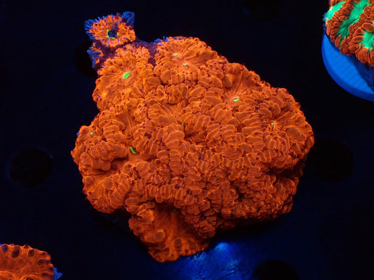 オオタバサンゴレッドB