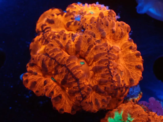 オオタバサンゴレッドA