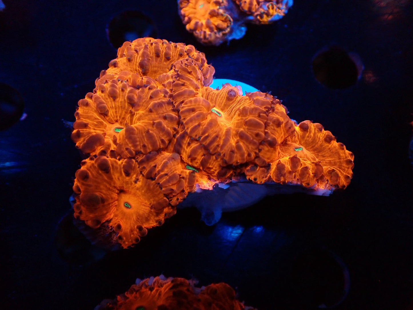 オオタバサンゴレッドA