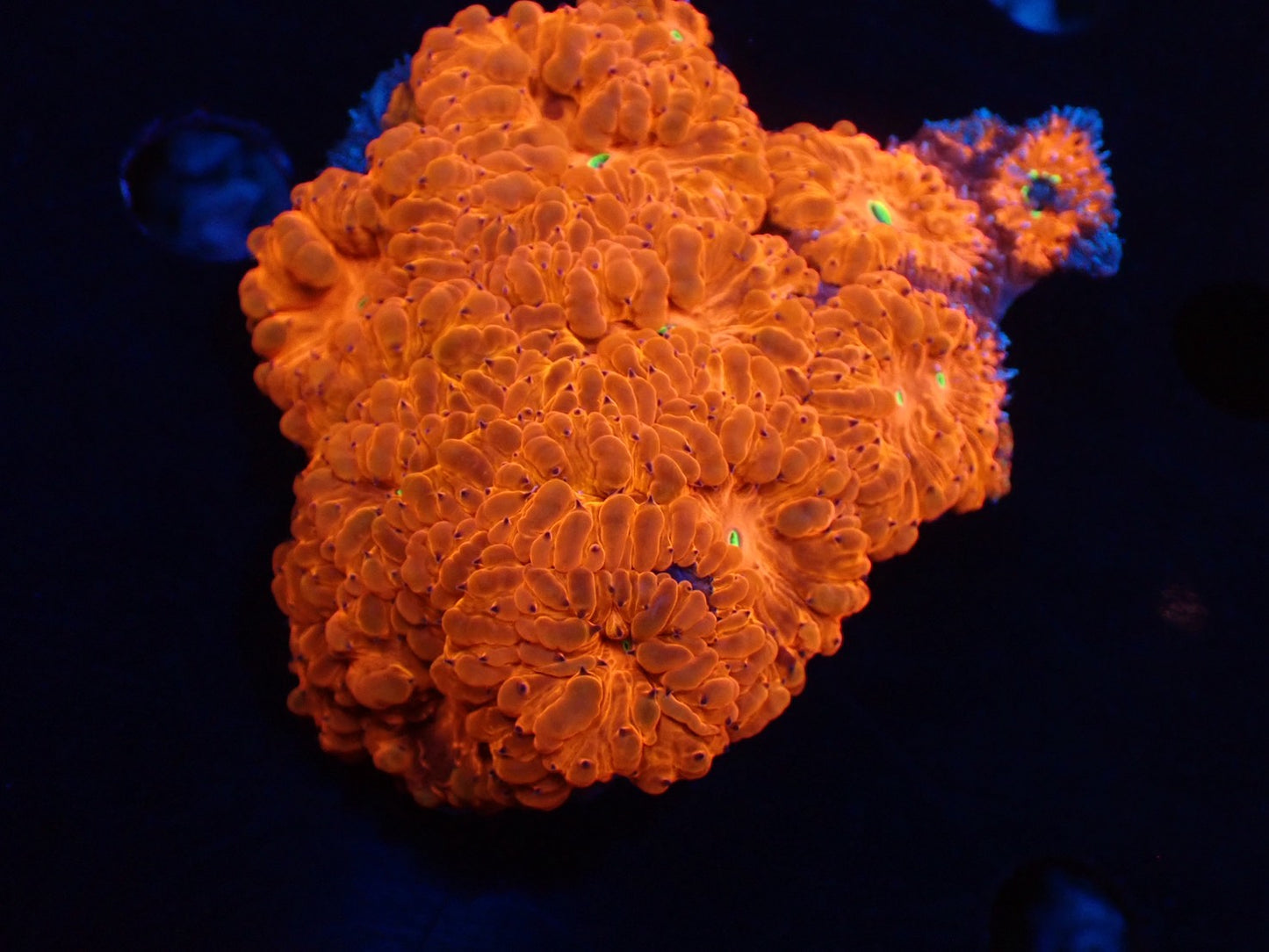 オオタバサンゴレッドB