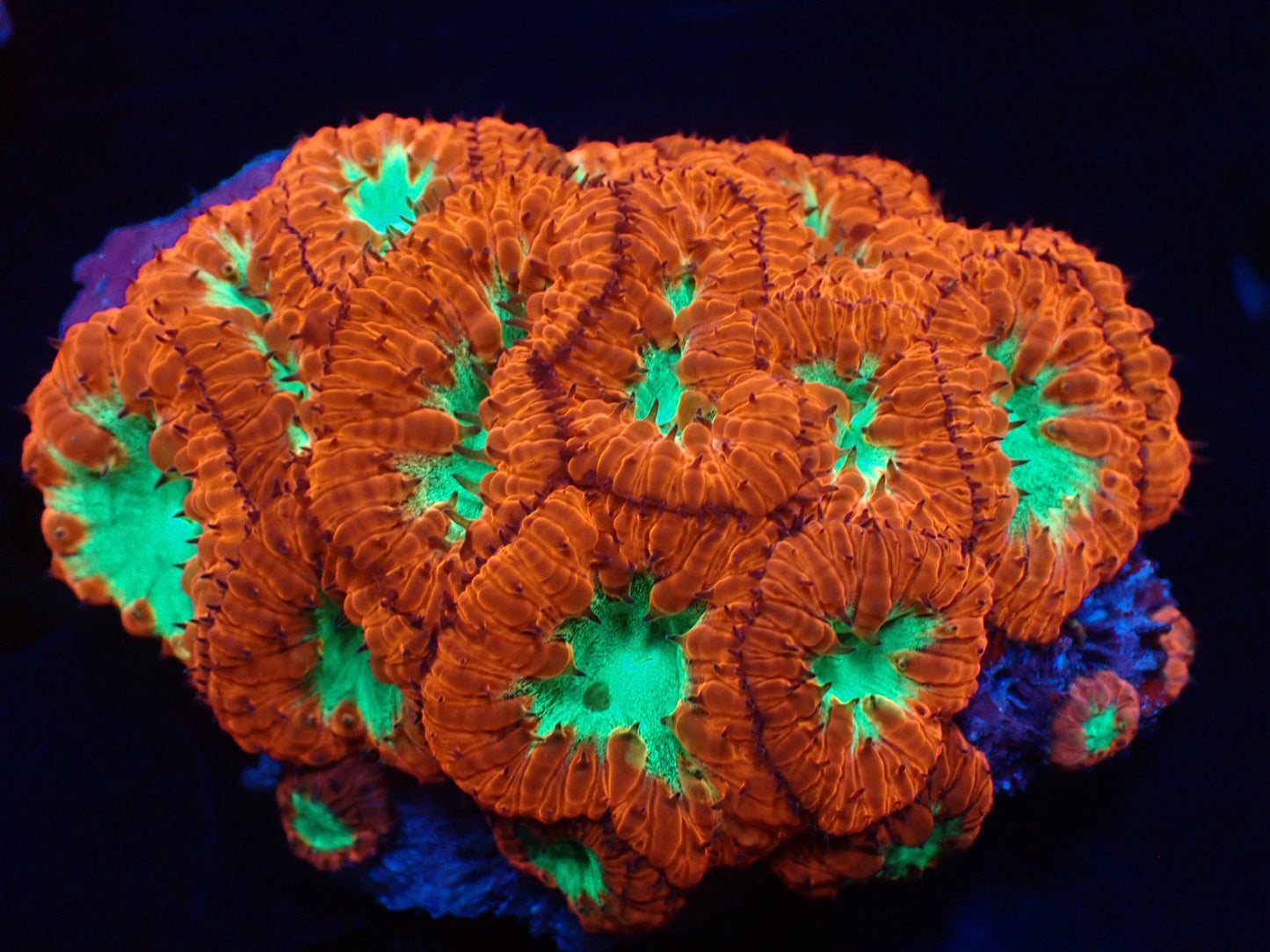 オオタバサンゴA