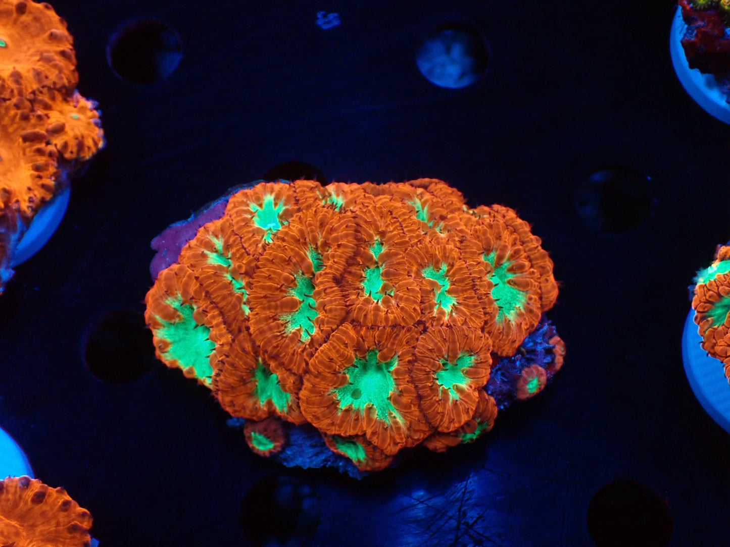 オオタバサンゴA