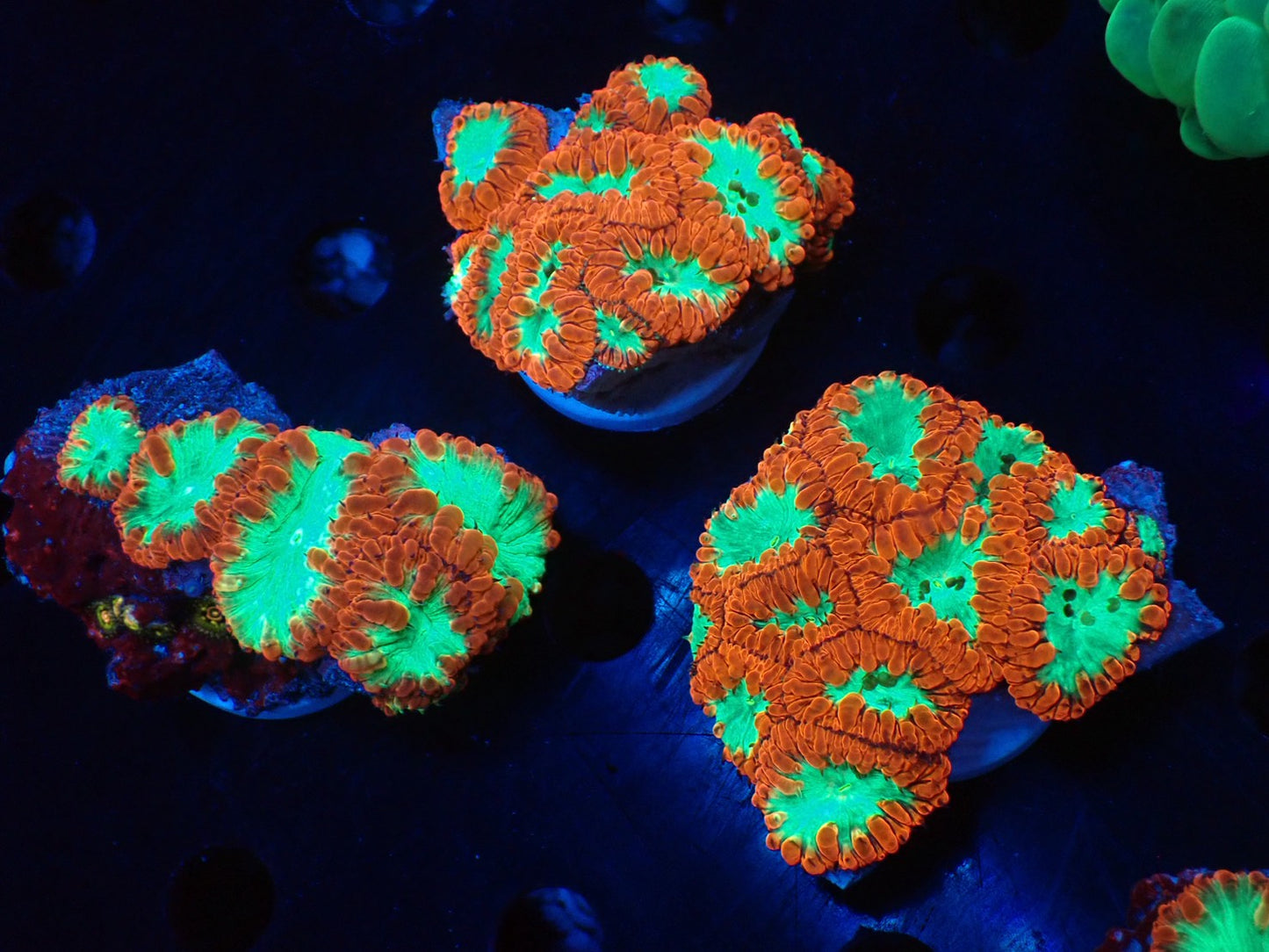 オオタバサンゴB