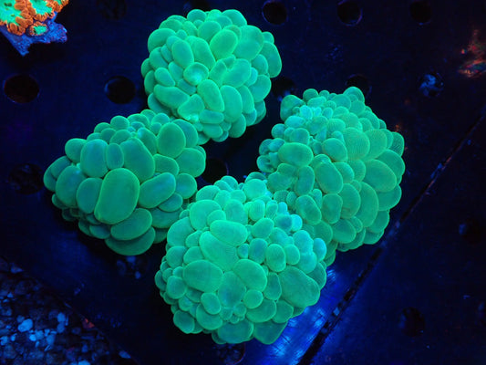 バブルコーラルB