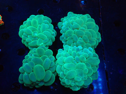 バブルコーラルB