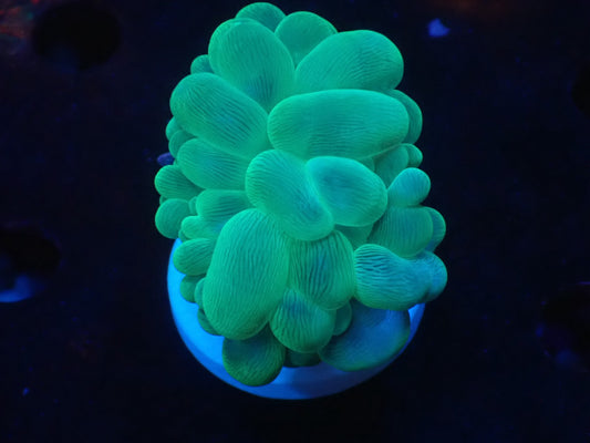 バブルコーラルA