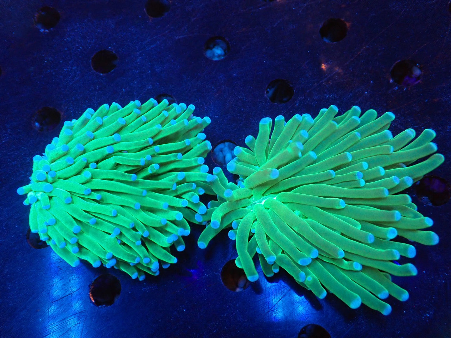 パラオクサビライシA