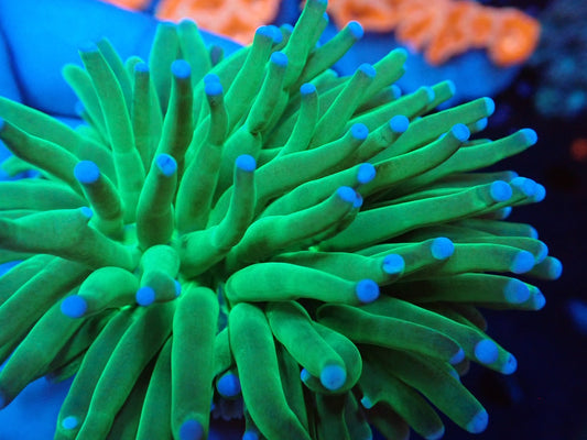 パラオクサビライシA