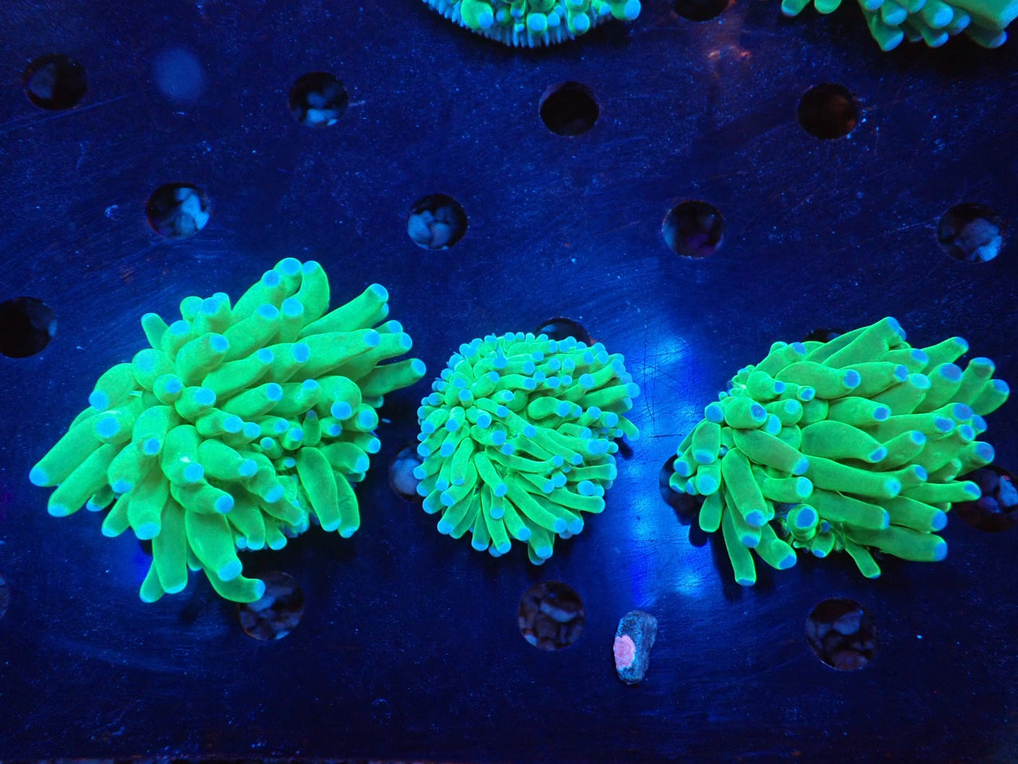 パラオクサビライシB