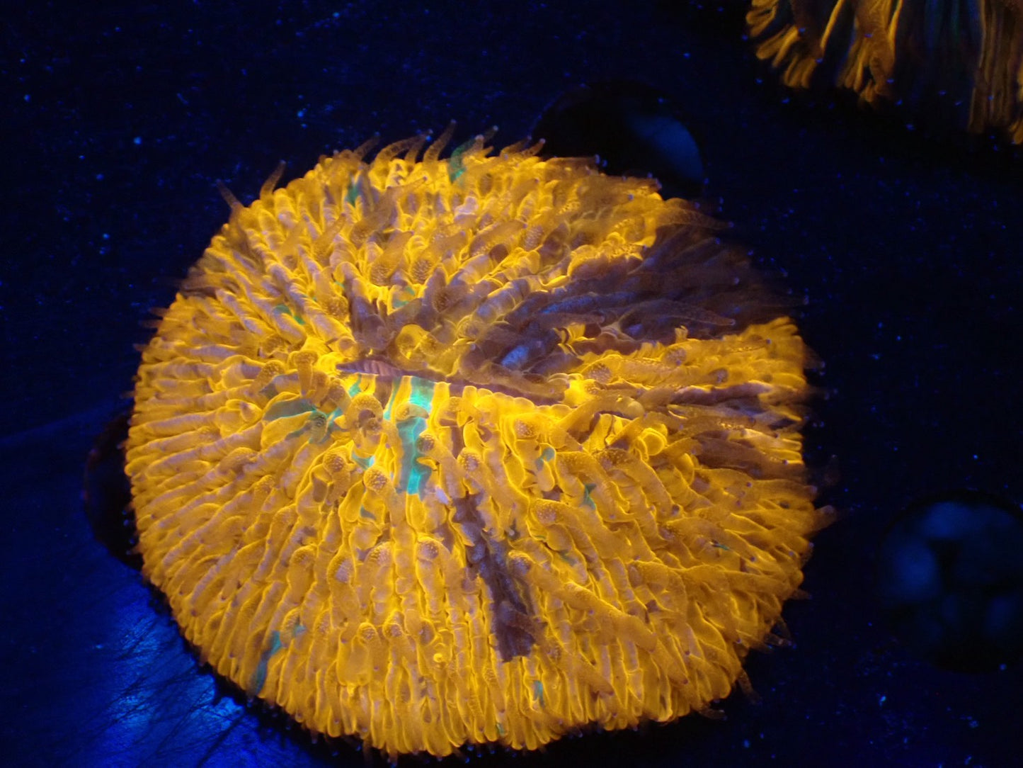 クサビライシ01