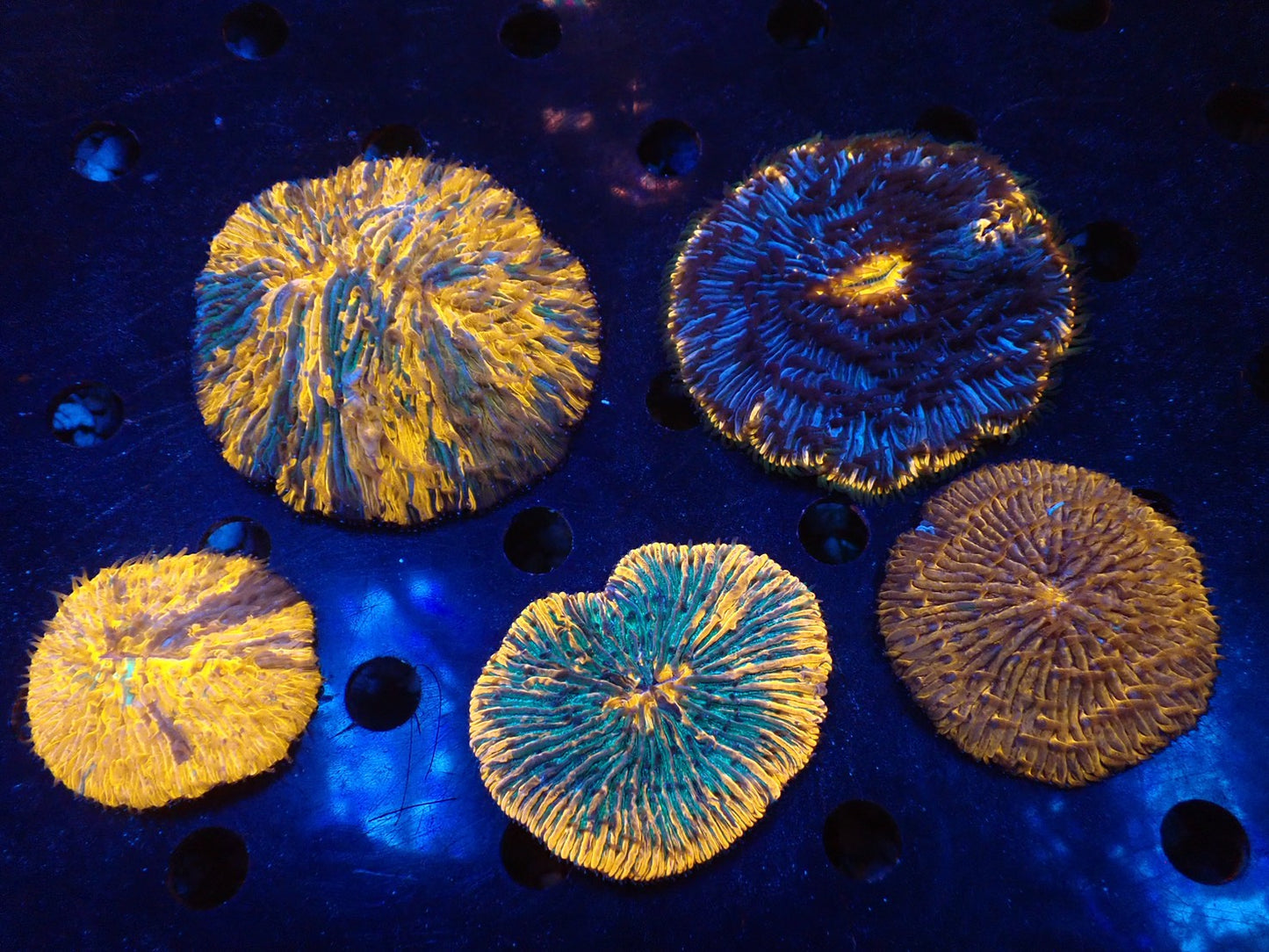 クサビライシ03