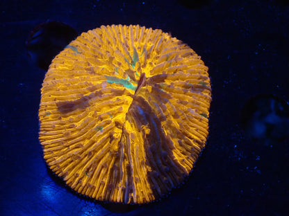 クサビライシ01