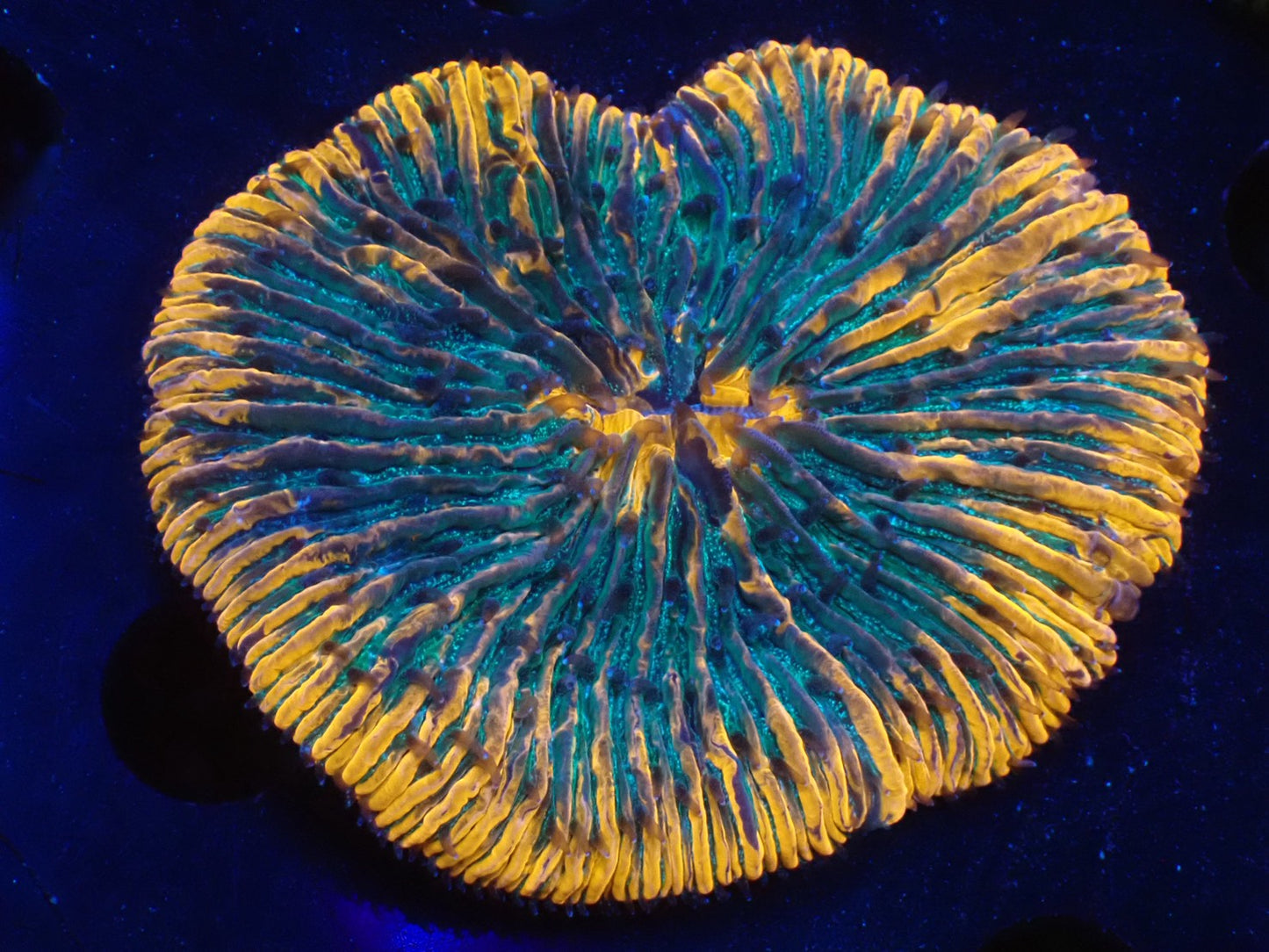 クサビライシ02