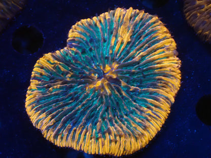 クサビライシ02