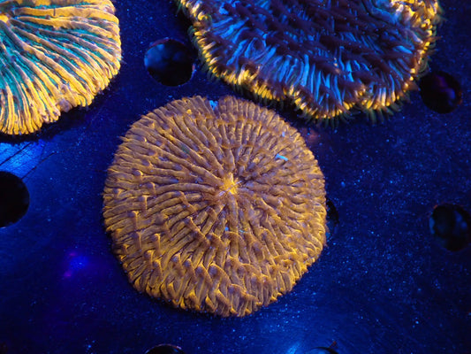 クサビライシ03