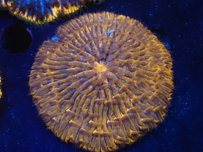 クサビライシ03