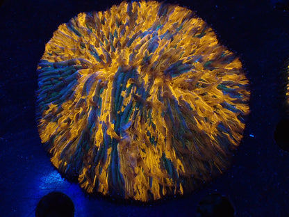 クサビライシ05