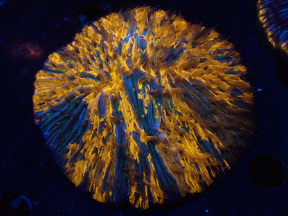 クサビライシ05