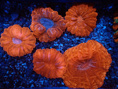 コハナガタサンゴ