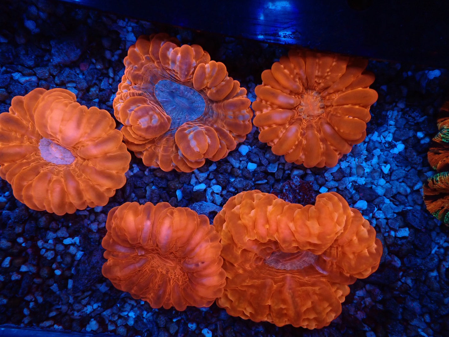 コハナガタサンゴ