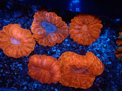 コハナガタサンゴ