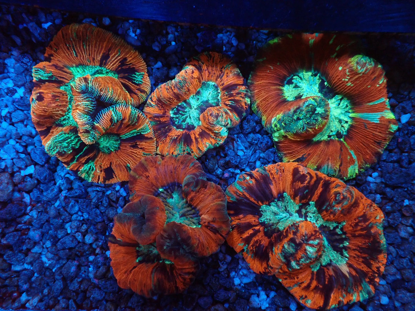 オオバナサンゴ04