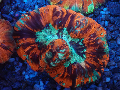 オオバナサンゴ01