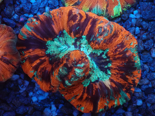 オオバナサンゴ01