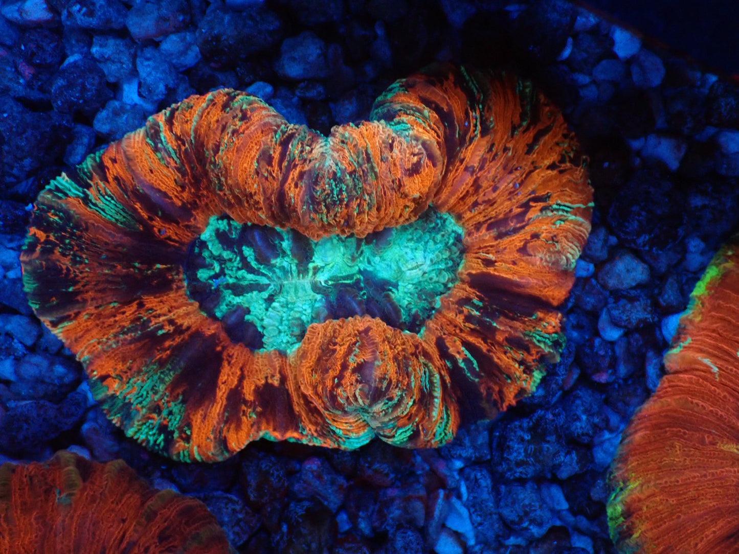 オオバナサンゴ02