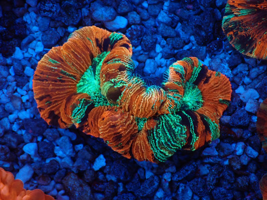 オオバナサンゴ03