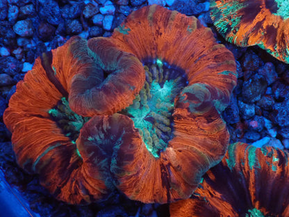 オオバナサンゴ04