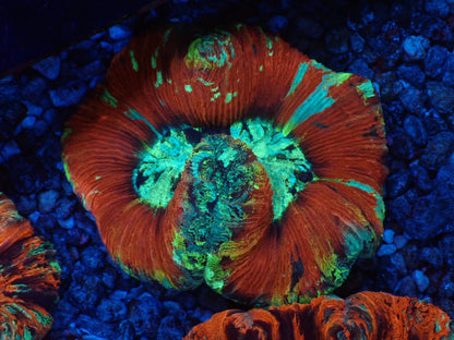 オオバナサンゴ05