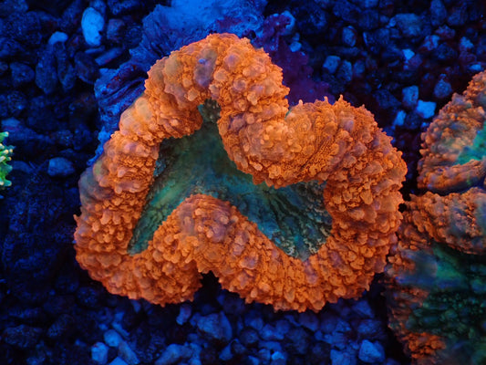 ハナガタサンゴ02